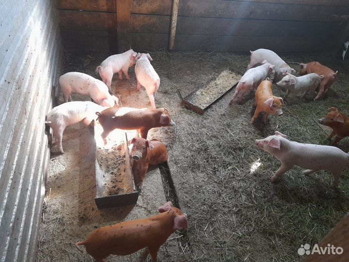 Продаю свиней