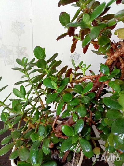 Денежное дерево