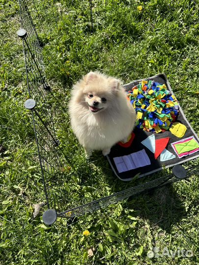 Мальчик шпиц