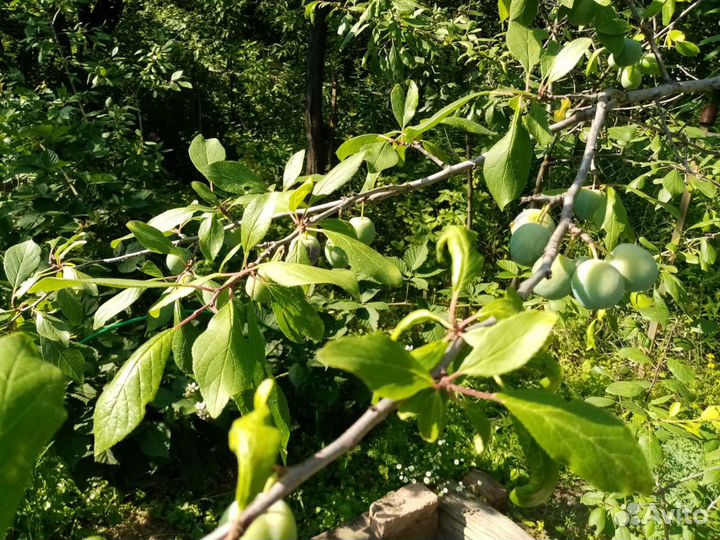 Саженцы плодовых и ягодных