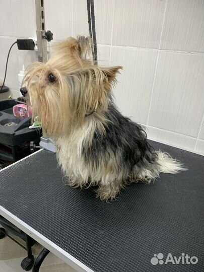 Груминг грумер стрижка собак