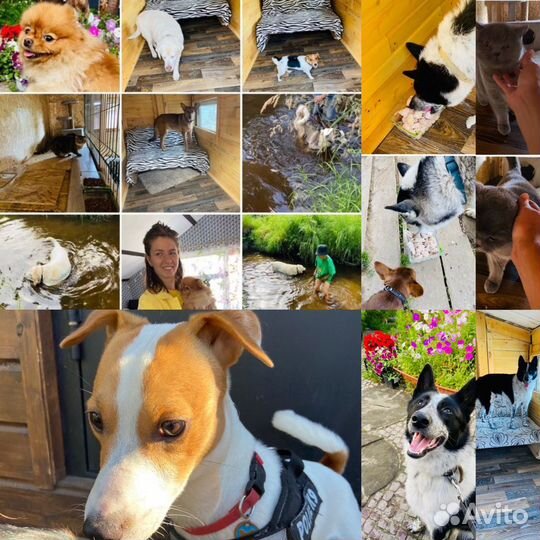 Зоогостиница, передержка животных