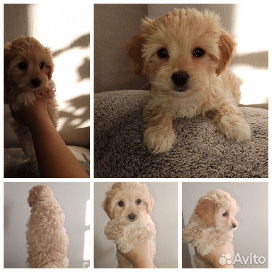 Щенки мальтипу