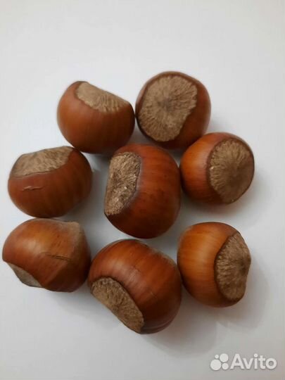 Саженцы фундука (Трапезунд)