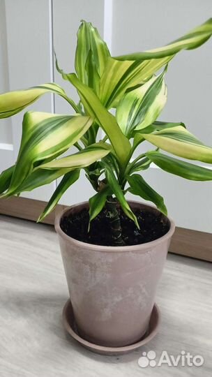 Драцена душистая Yellow Coast