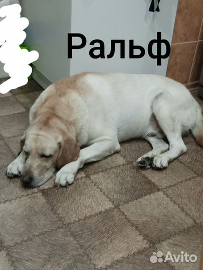 Передержка собак в домашних условиях