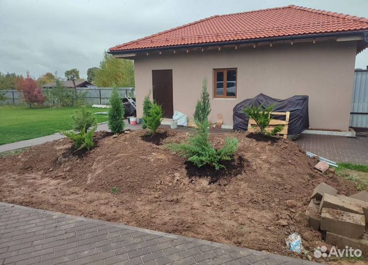 Пихта Нордмана