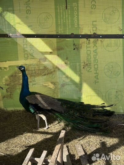 Павлины продажа / два самца и самка