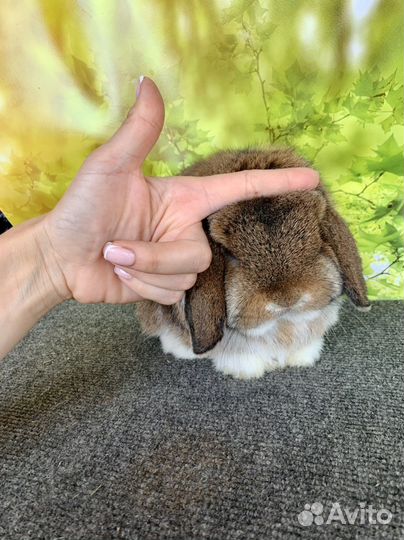 Минилоп самец agouti mantle