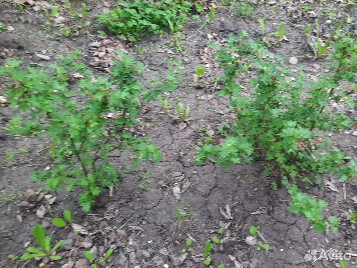 Лапчатка желтая
