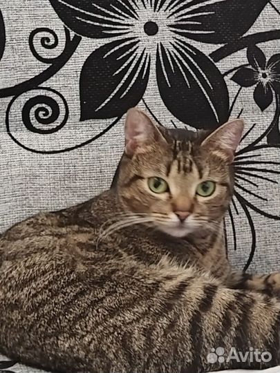 Молодая ласковая кошечка в добрые руки