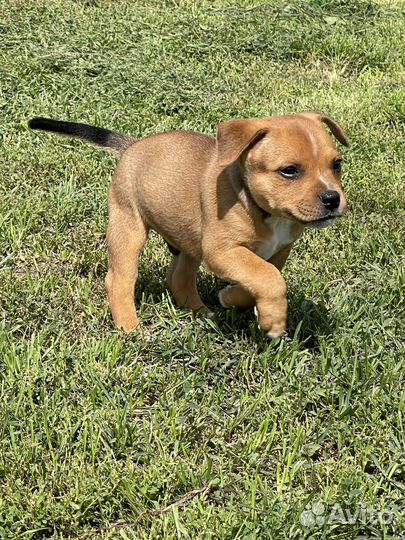 Щенки Стаффордширского бультерьера