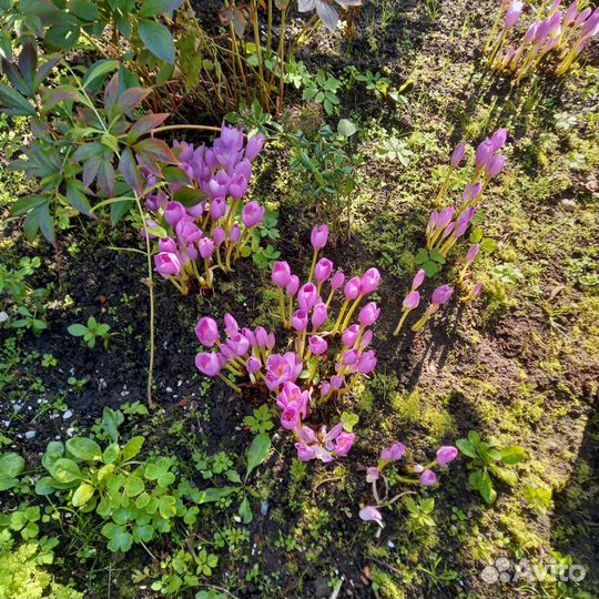 Маргаритки, астильба, бузульник, каллы