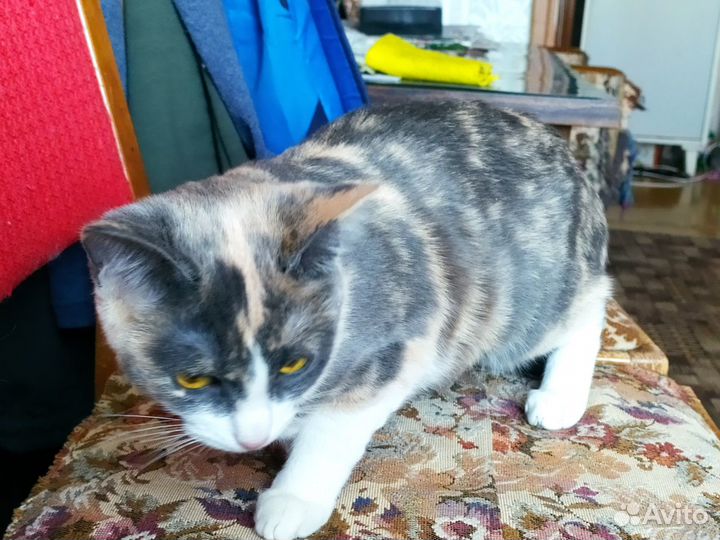 Трехцветная кошечка-котенок