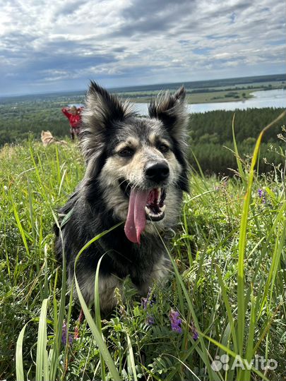 Выгул собак