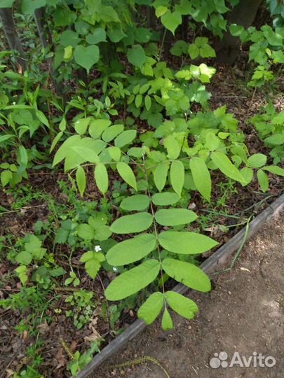 Орех маньчжурский возраст от2 до 6 лет