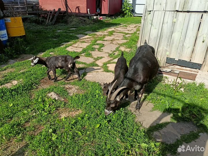 Козы