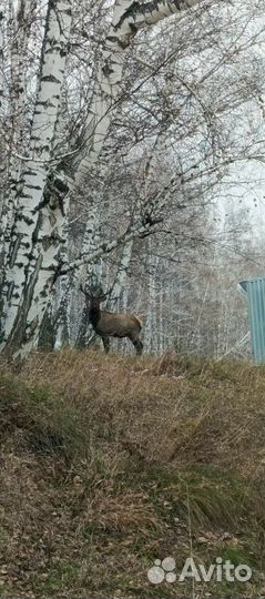 Маралы живые