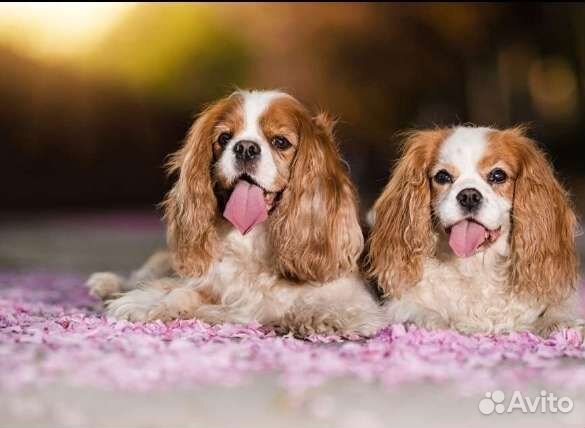 Кавалер кинг чарльз спаниель