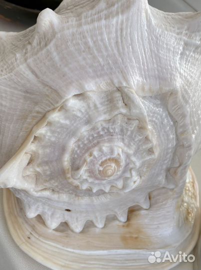 Ракушка морская большая