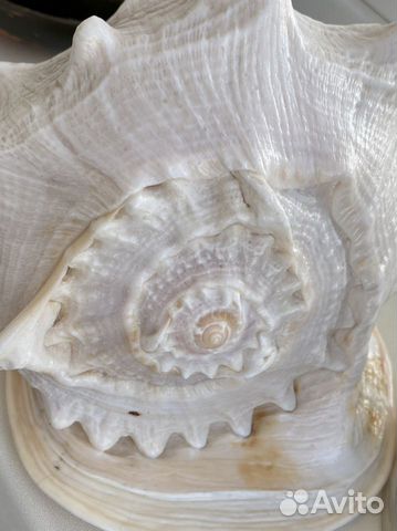 Ракушка морская большая