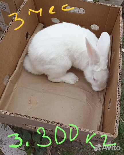Кролики Мясного Направления Белый Паннон