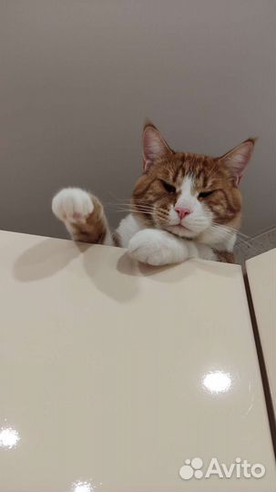 Кошка