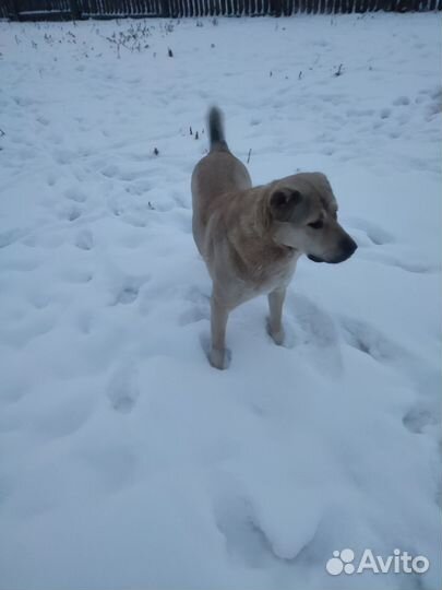 Щенки алабая