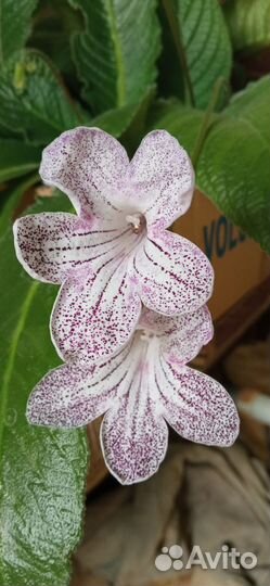 Стрептокарпус