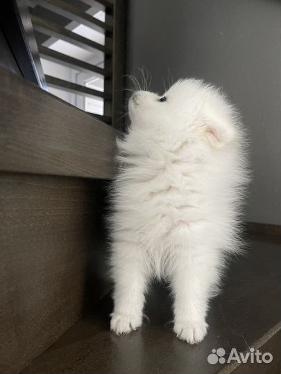 Немецкий шпиц