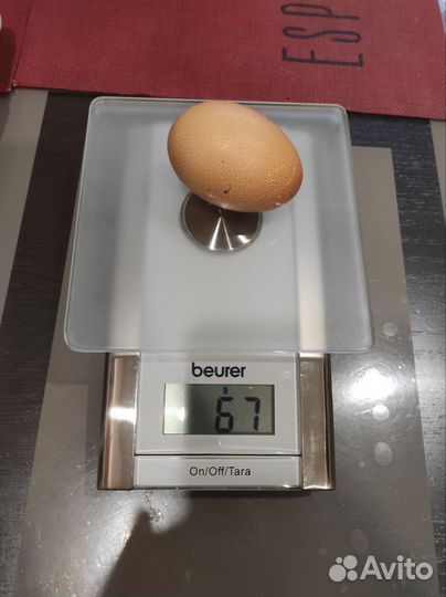 Инкубационное яйцо кур породы Билефельдер Kril