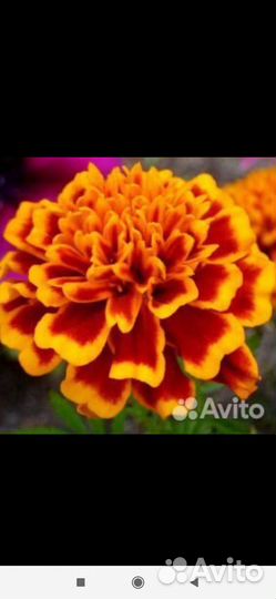 Рассада садовых и комнатных цветов