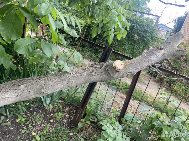 Ствол грецкого ореха