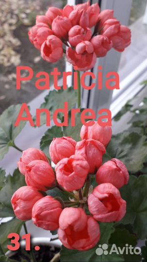 Пеларгония герань