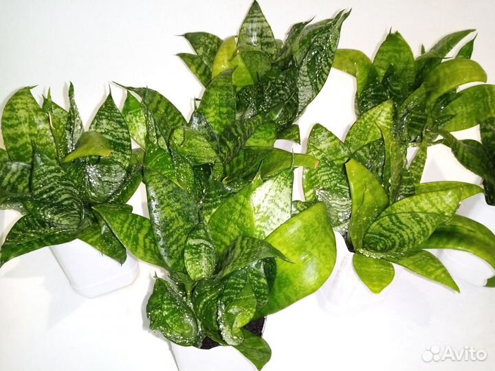 Сансевиерия