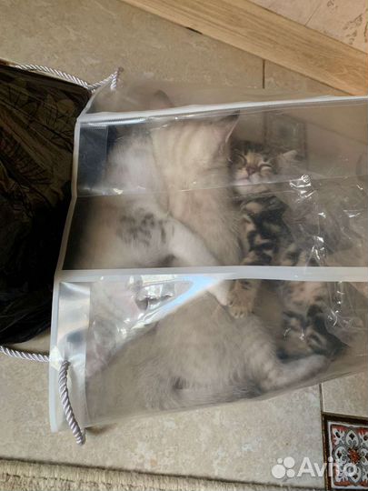 Котята красавчики