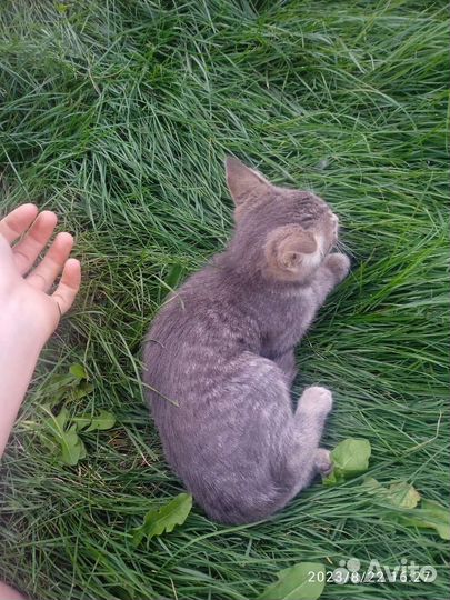 Отдам кошку