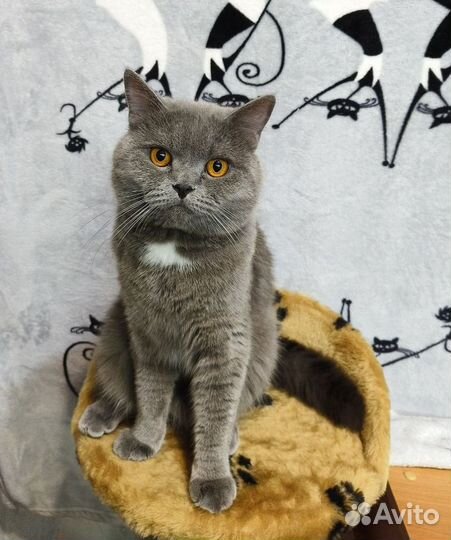 Шотландский кот вязка