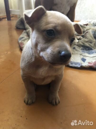 Собаки щенки