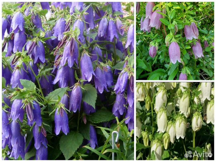 Колокольчик точечный