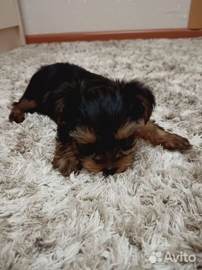 Йоркширский терьер девочка