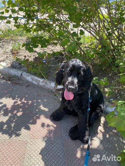 Русский спаниель