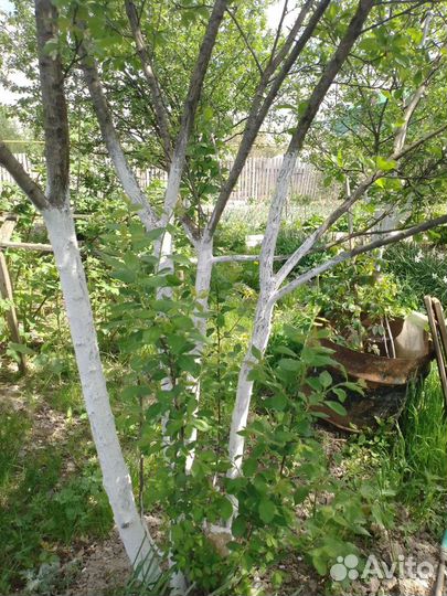 Слива желтая,крупная