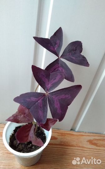 Кислица оксалис