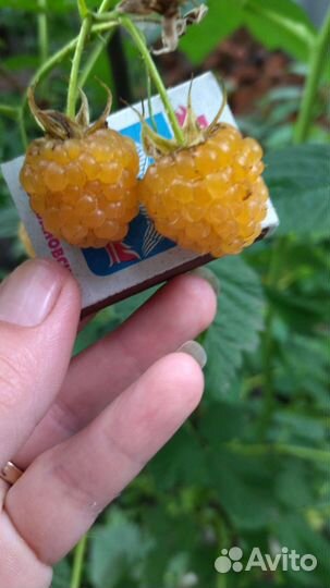 Малина, ежемалина