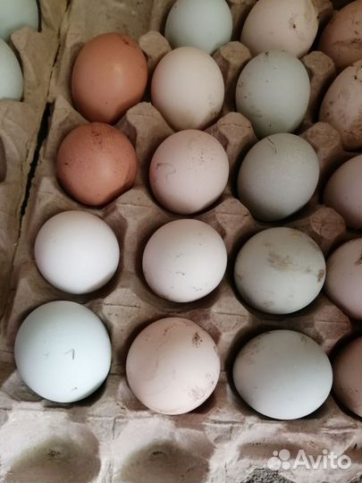 Яйца на инкубацию