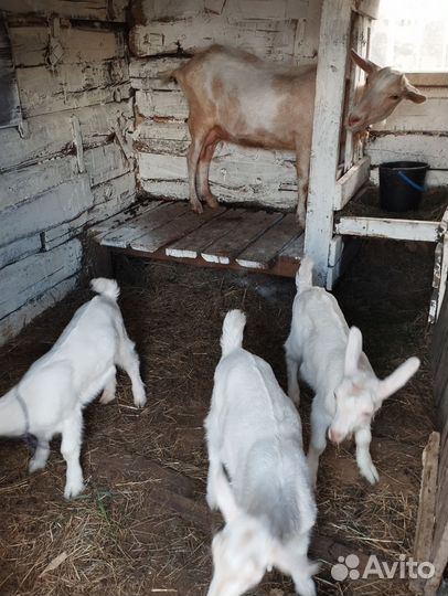 Козочки зааненско чешской породы