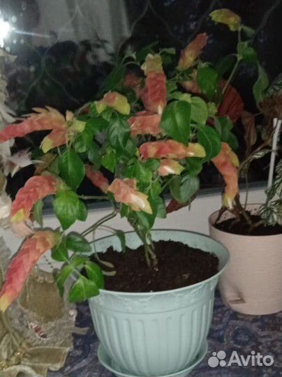 Цветущее растение Белопероне(Юстиция Брандеге)