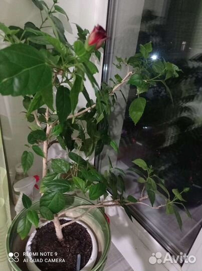 Цветущий гибискус (китайская роза)