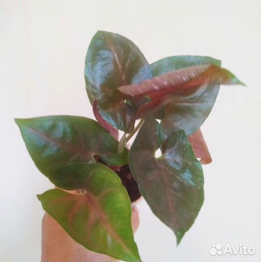 Сингониумы